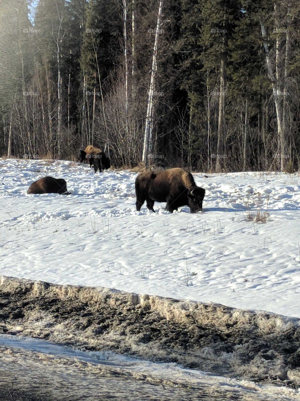 Buffalo on the side on the road in herds bedding down and eating as we drove by through the Yukon