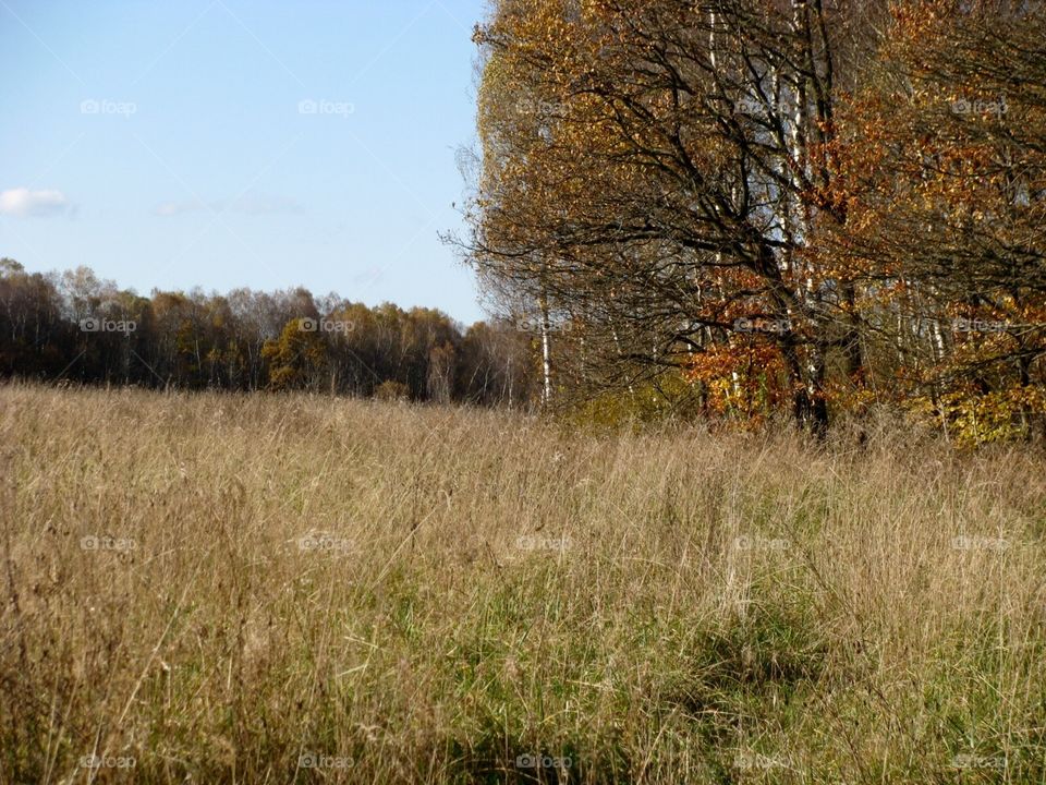 Autumn in the forest and fields