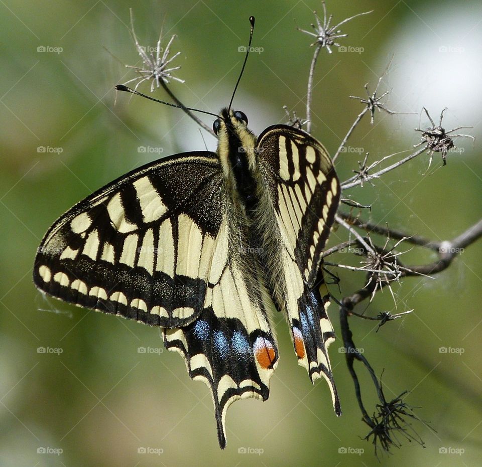 Papillon Machaon