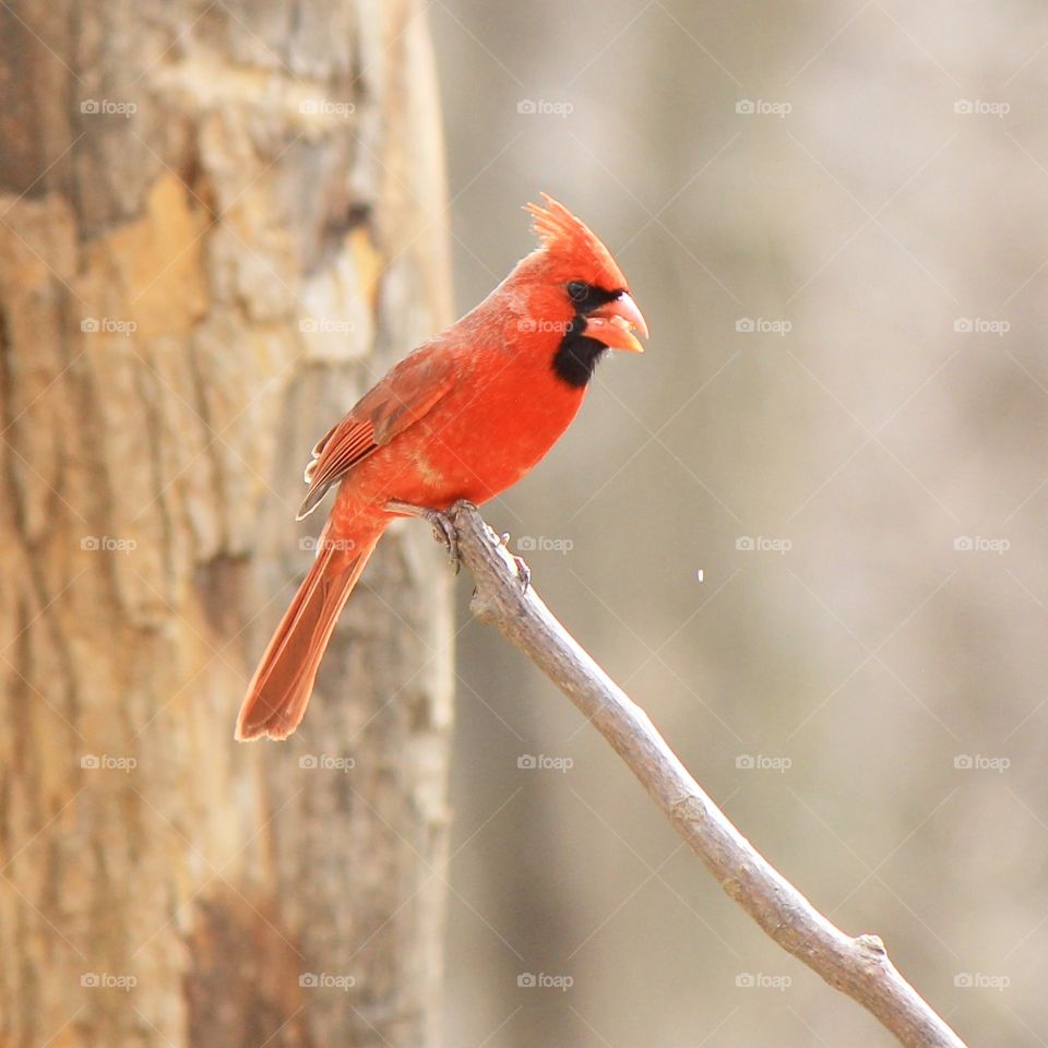 Red bird perching on tree branch