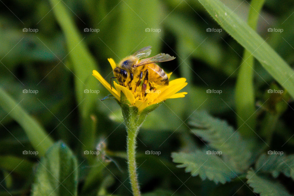 Bee on a flower