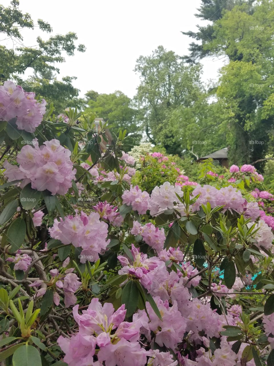 Flower, Garden, Flora, Nature, Leaf