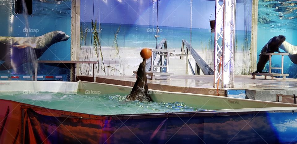 sea lion playing with a ball, what fun