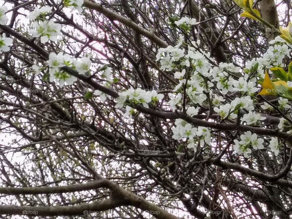 blooming branch