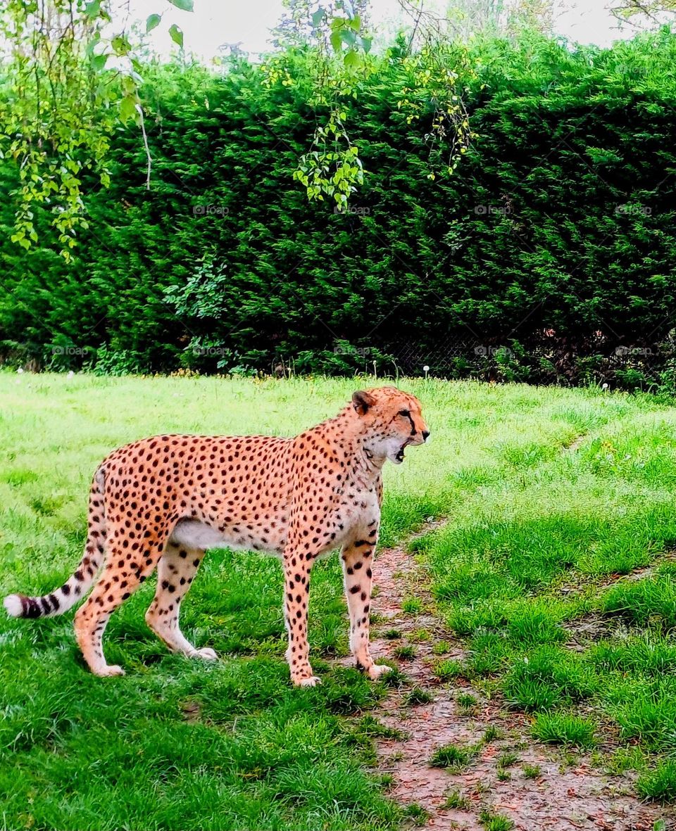 Graceful Cheetah in Verdant Surroundings
