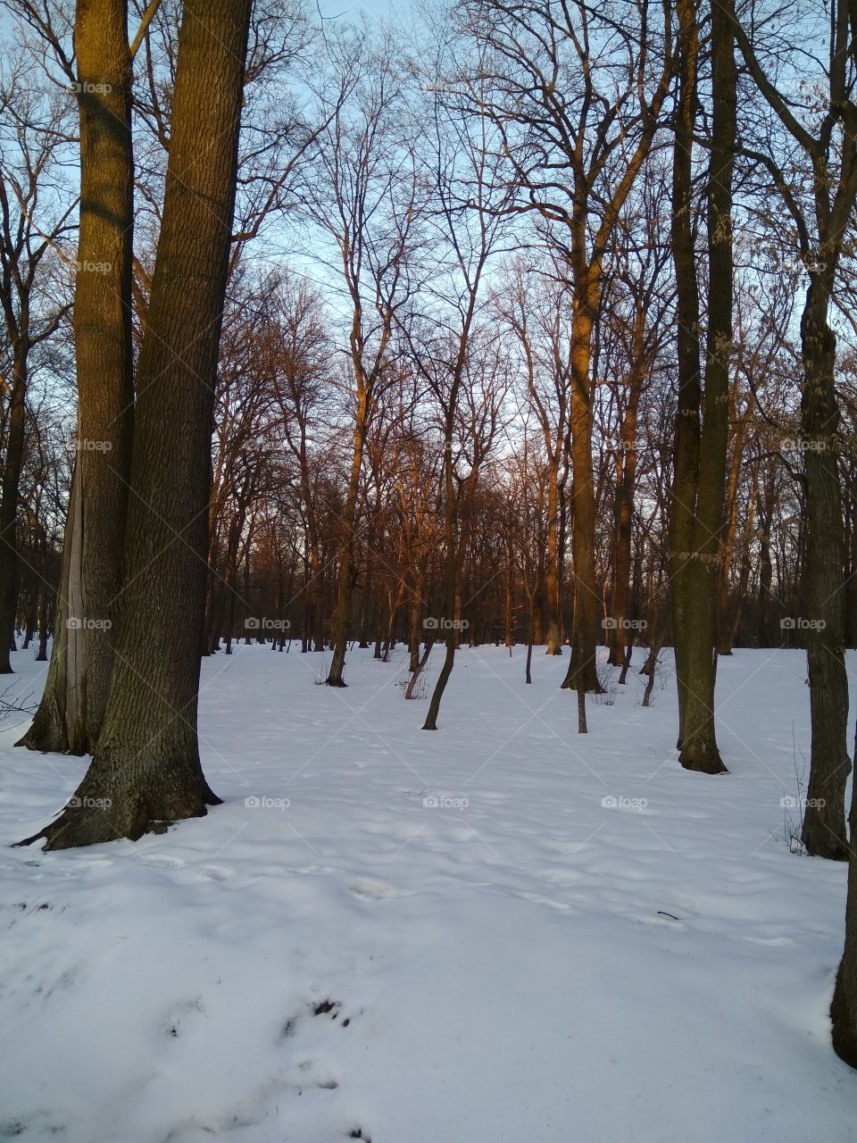 Конец зимы начало весны в бучанском парке, пригород Киева. Чистый воздух, спокойная природа, последние лучи заходящего солнца.