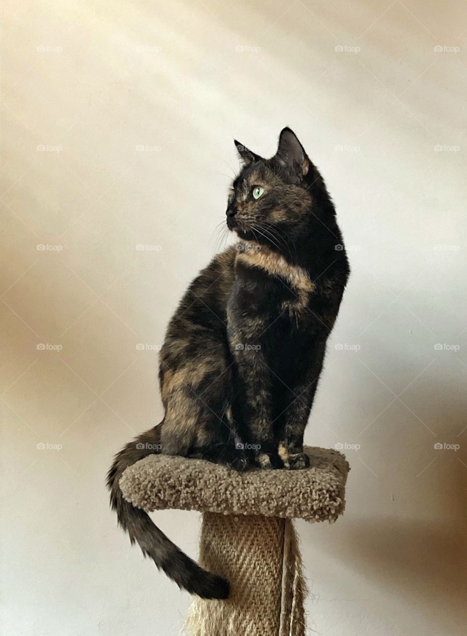 Tortoiseshell cat on scratch post