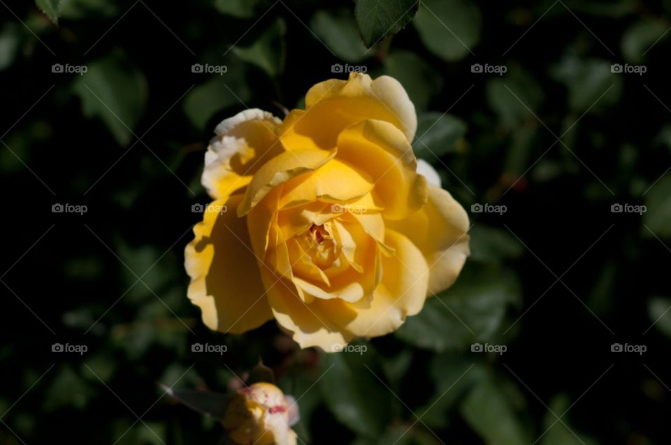 Double yellow rose