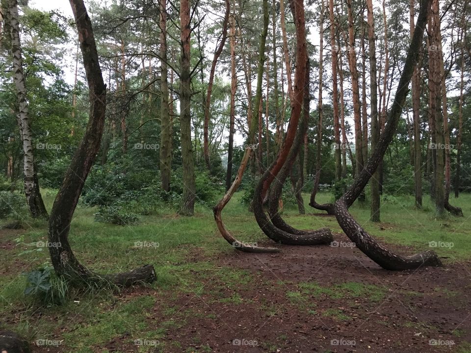 Crooked trees in Poland