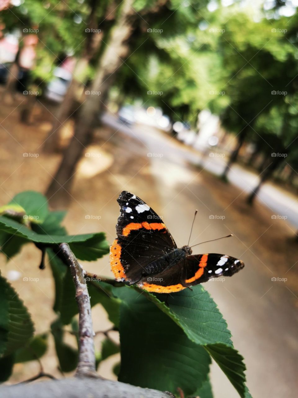 The butterfly effect