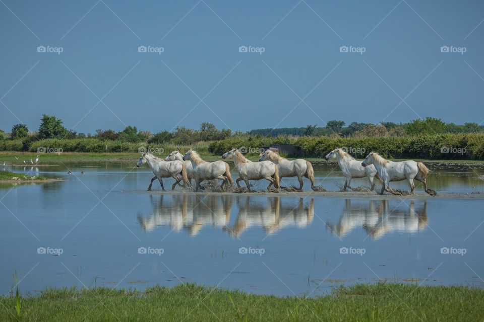 Camargue horses