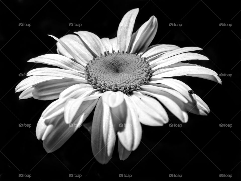 White Daisy