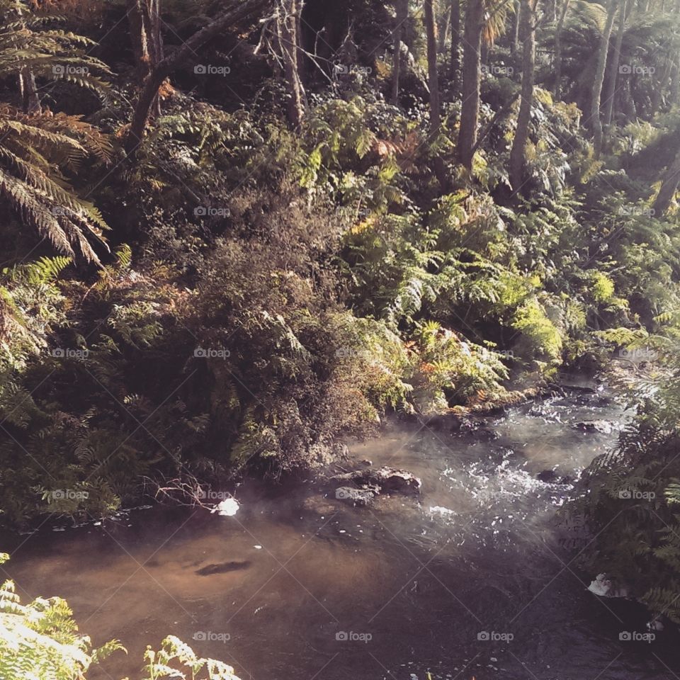 slice of paradise. new zealand