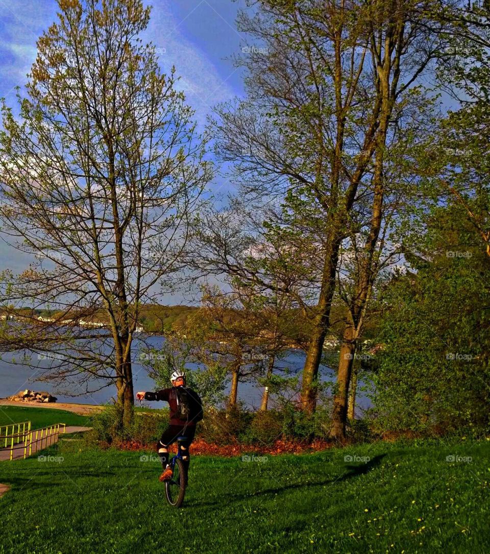 Tree, No Person, Outdoors, Wood, Landscape