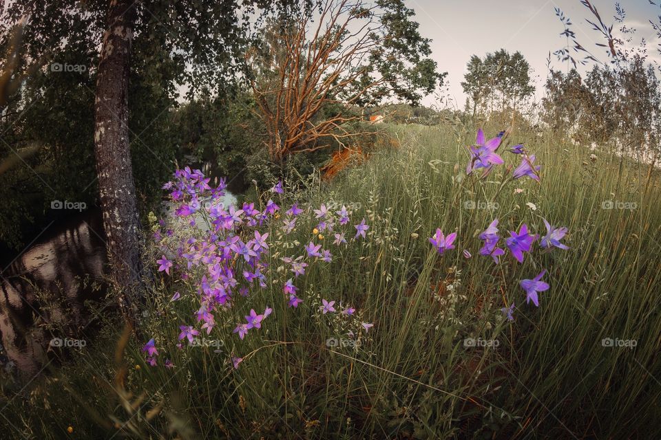 Evening landscape from fish-eye lens 