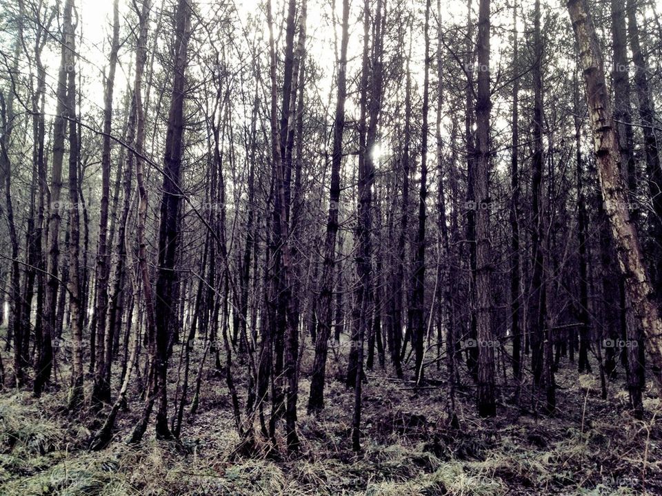 Scary woods
