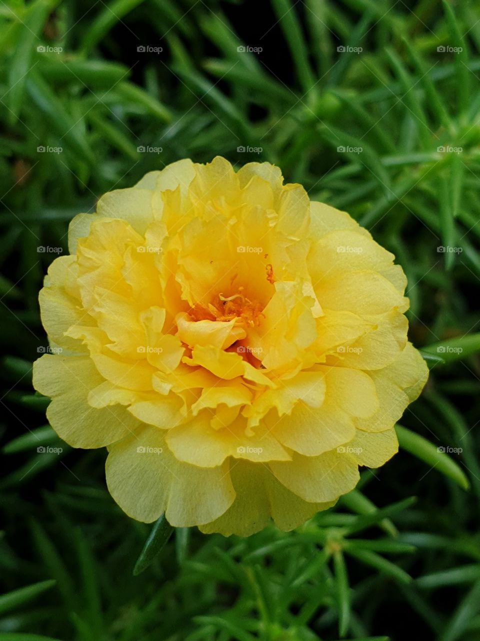 the portulaca grandiflora