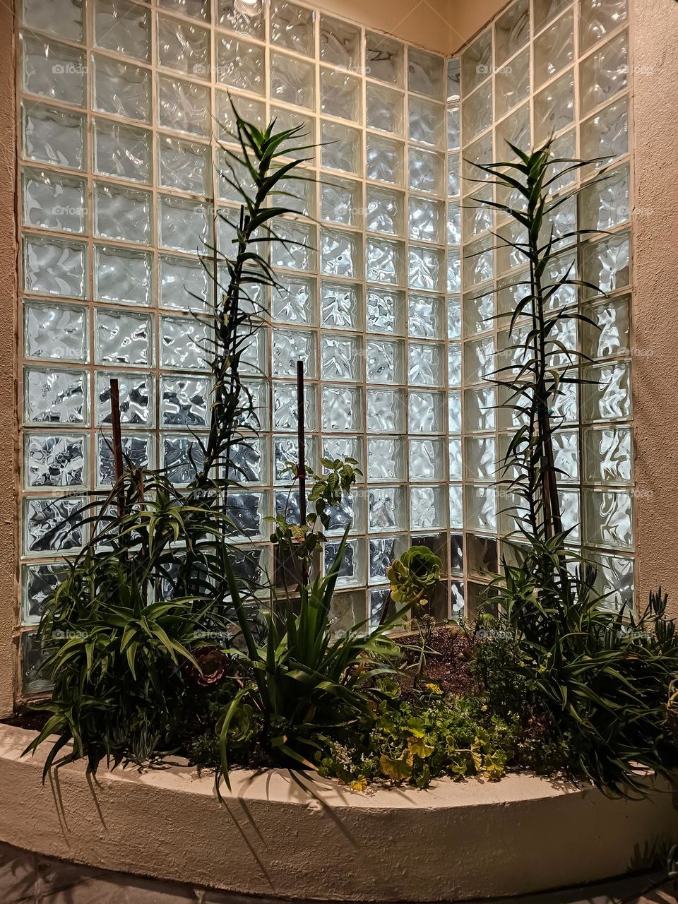 Small garden growing in the entrance to a mid century modern building in San Francisco California with glass blocks illuminated at night with succulents mixed with other plants 