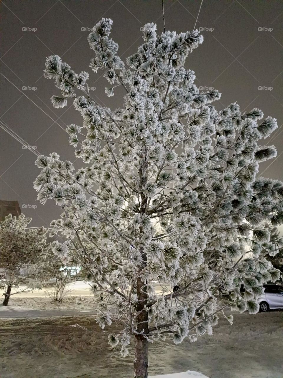 Schnee Baum