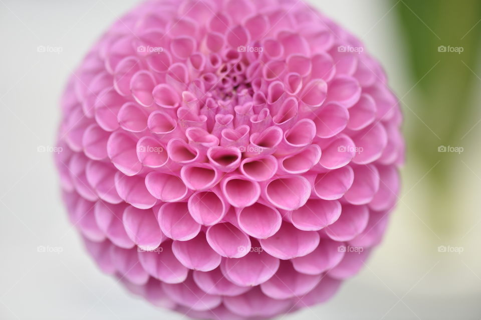 Pink Dahlia