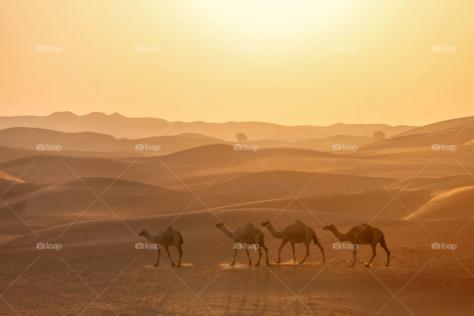 Desert camels caravan at the sunrise