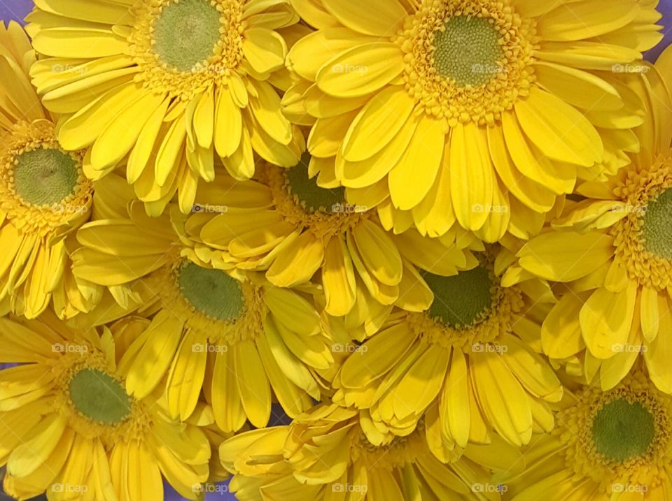 Gerbera - Yellow Flowers