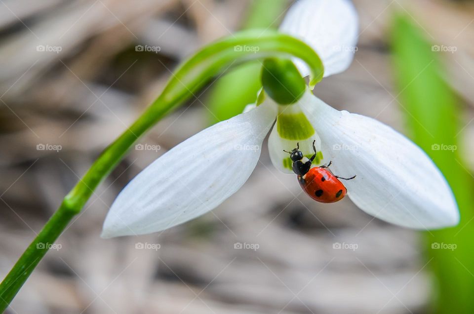 Ladybug