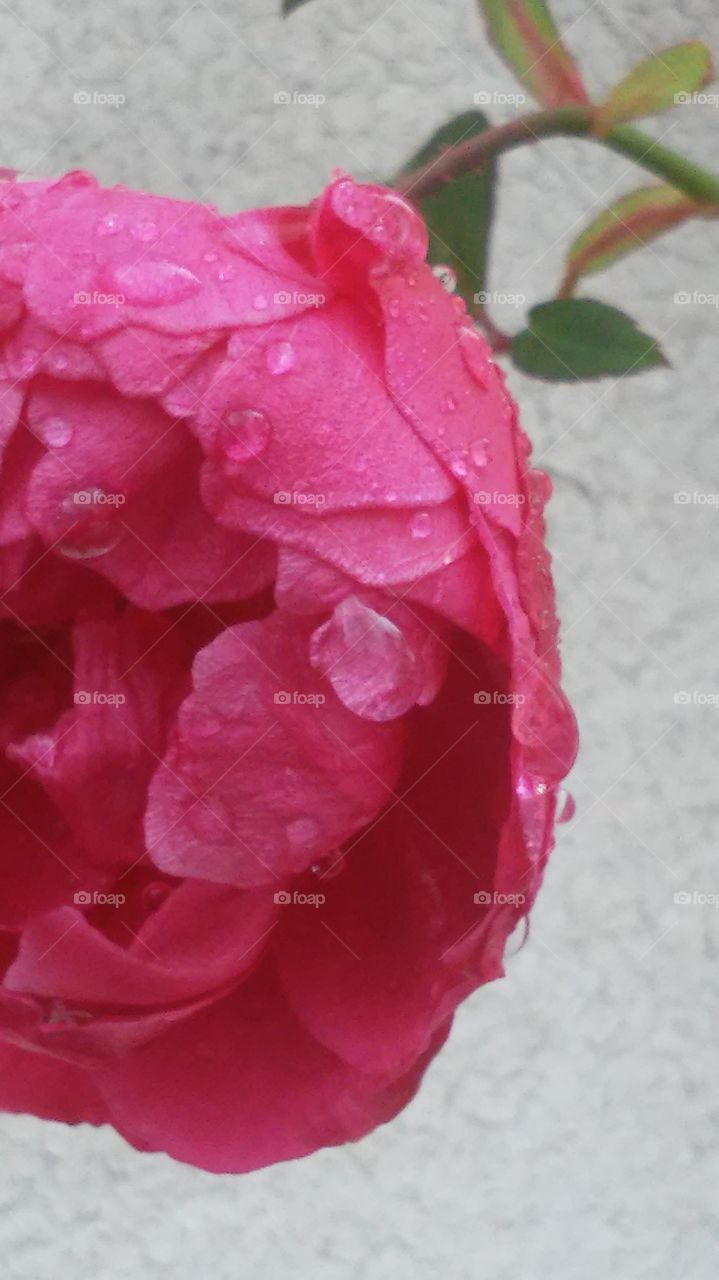raindrops on rose