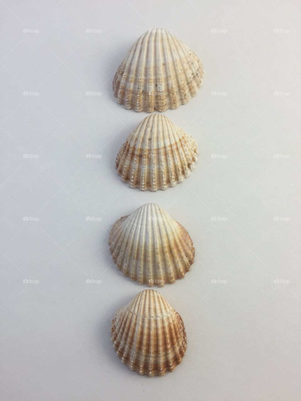 Seashells in a row