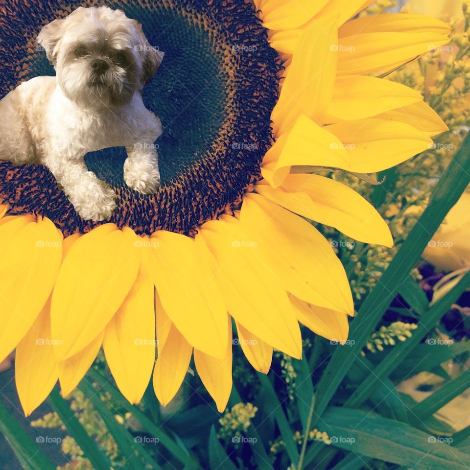 Dog and Flower