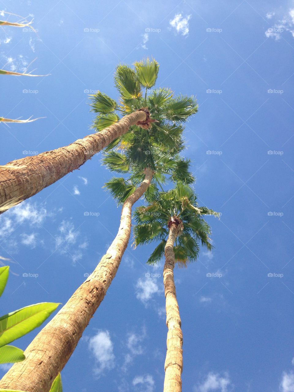 Looking up at palm trees in Palm Springs