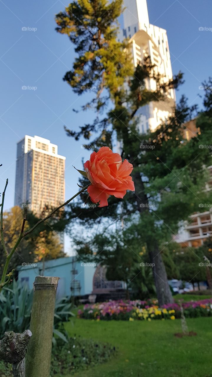rose against the background of buildings in the city