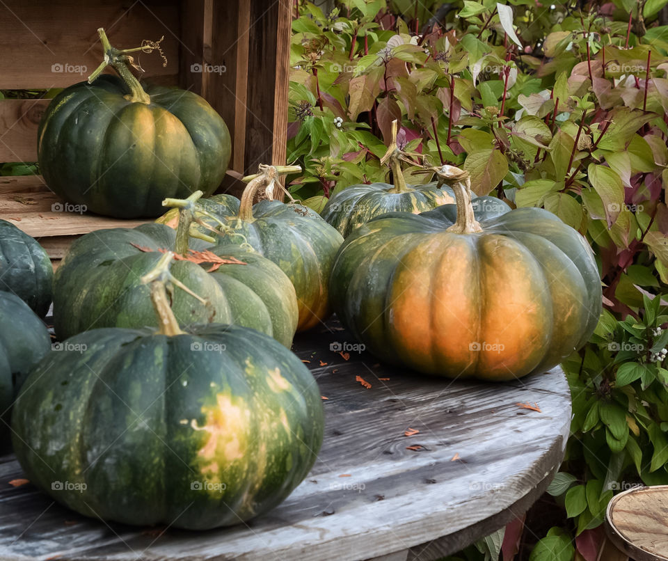 Green pumpkins