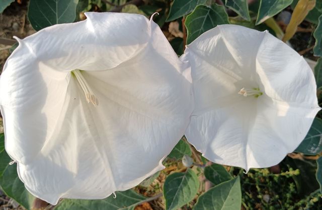 White flower