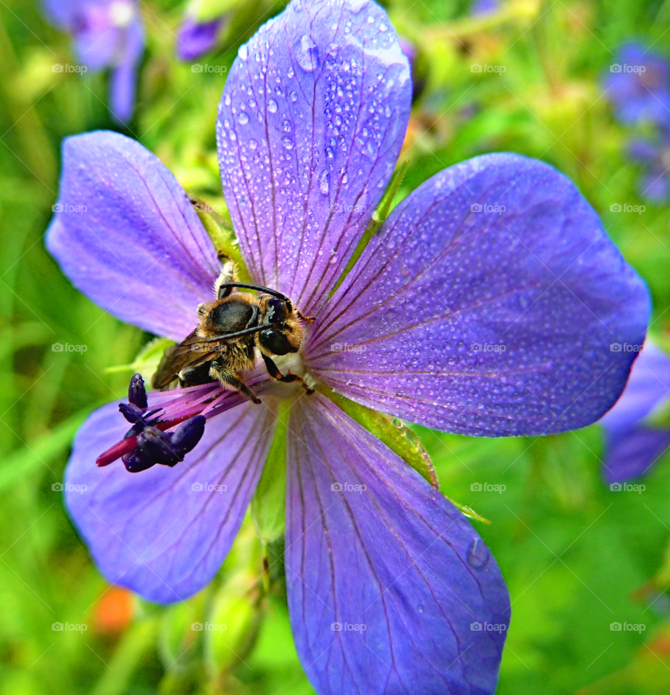 bee on a flower