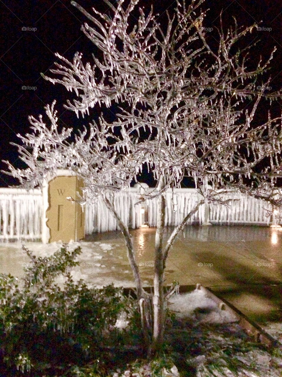 Frozen tree in the park 