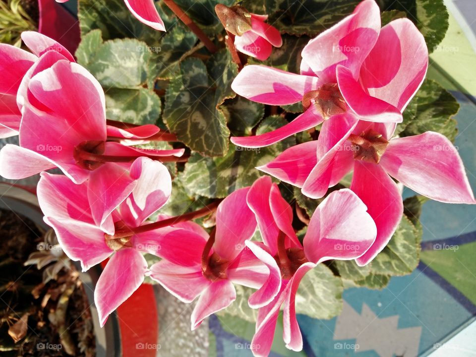 a closeup pic of a colorful group of cyclamens flowers in bloom in a garden