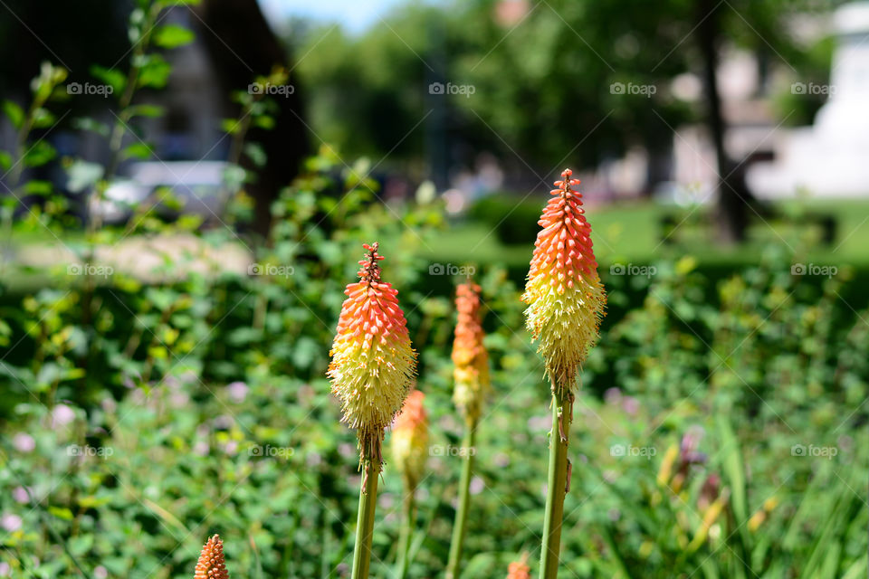 Orange and yellow flowers. photographed in floral garden in city of Szeged, Hungary, Europe