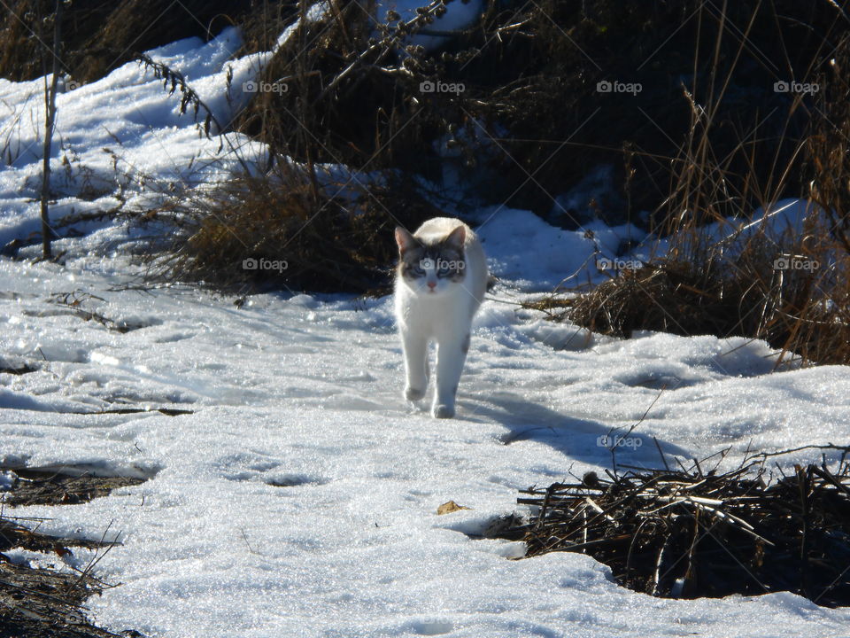 A cat on snow, Russia