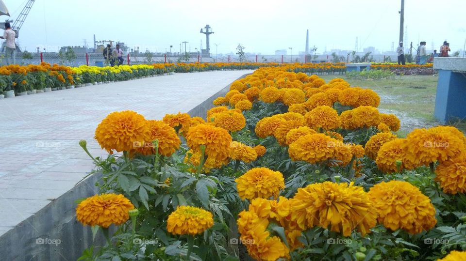 Marigold in garden yellow
