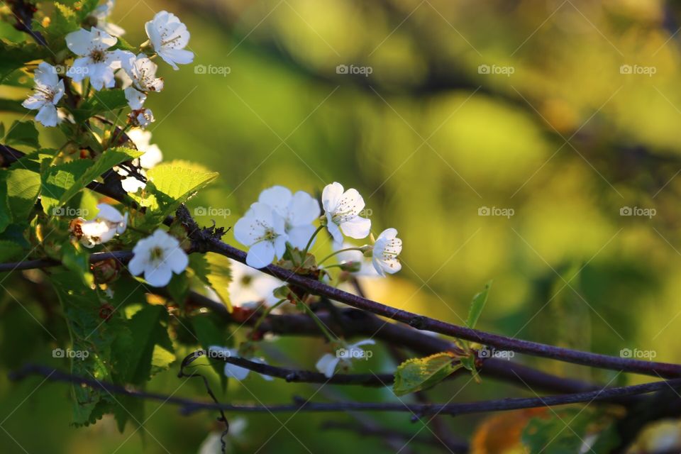 Blooming tree. Blooming tree