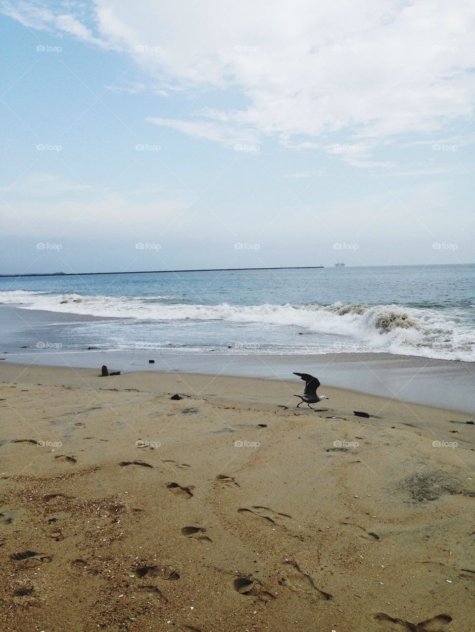 Seagull on Beach