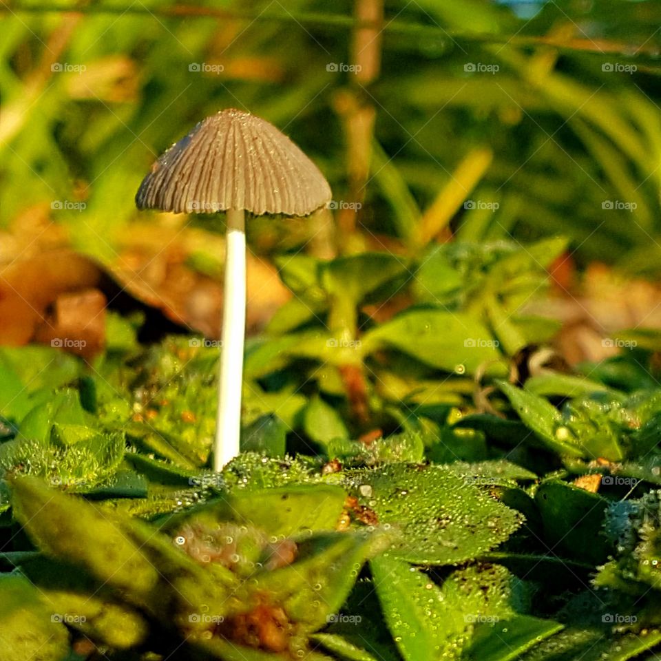 morning light over a toadstool