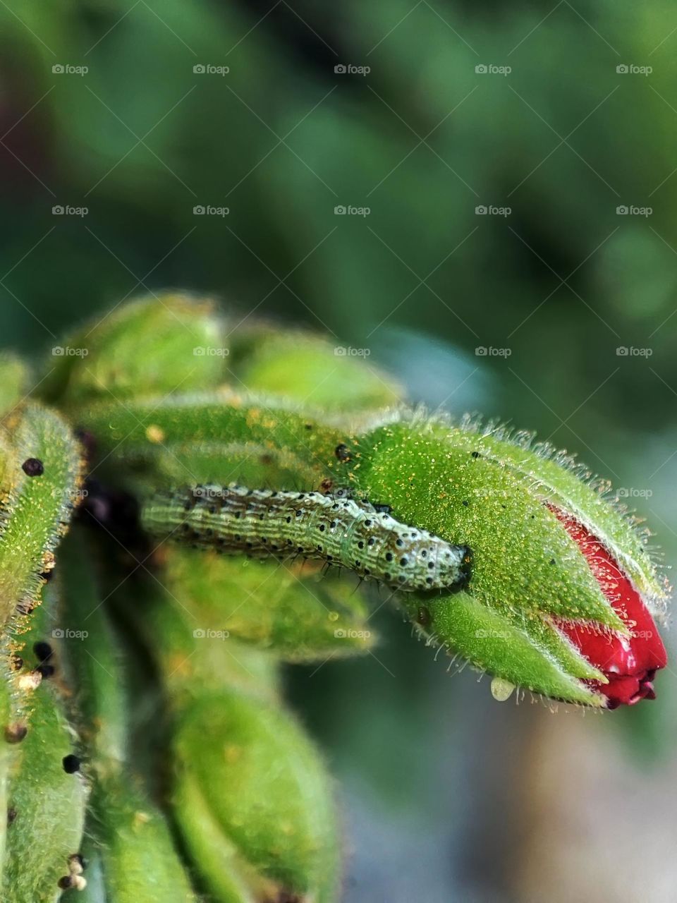 Macro photo of a caterpillar sitting on the flower