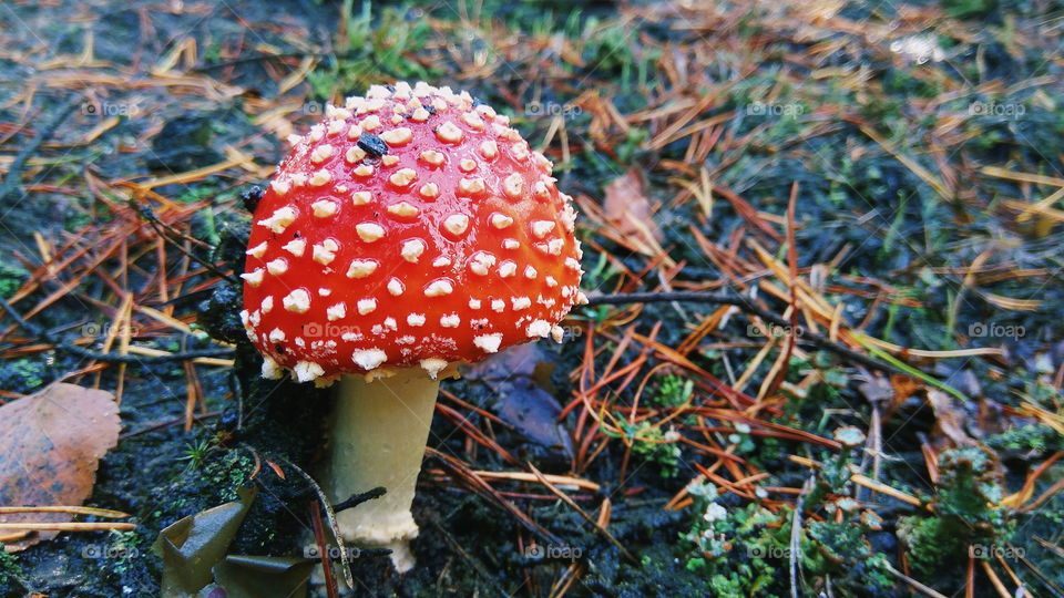 beautiful red fly agaric in the forest