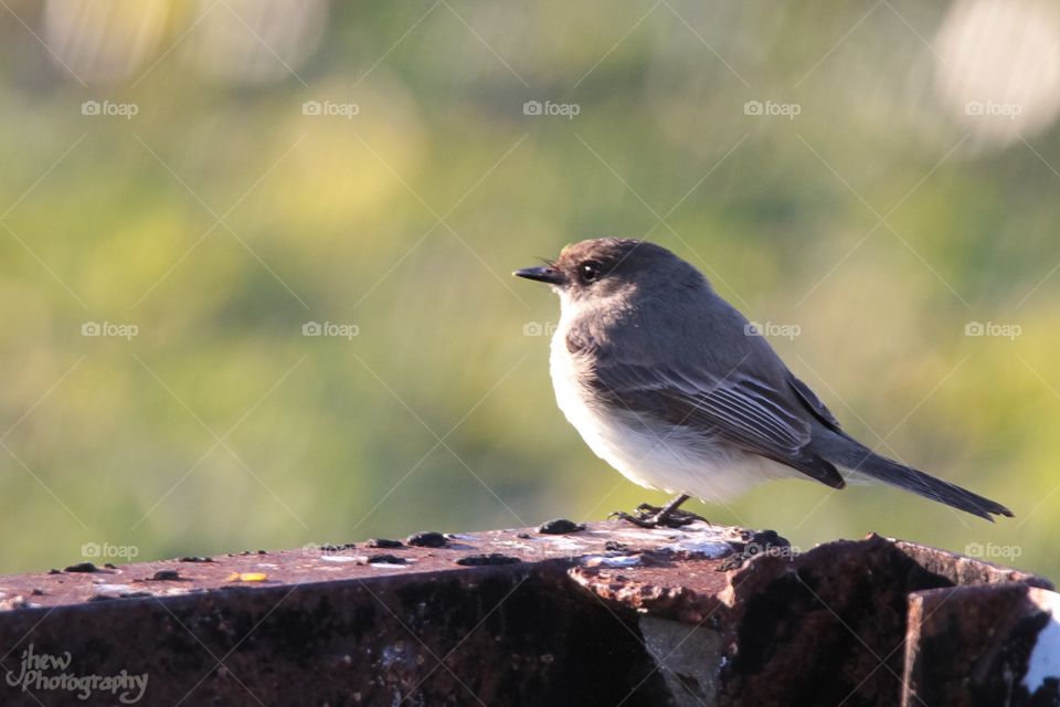 Eastern Phoebe