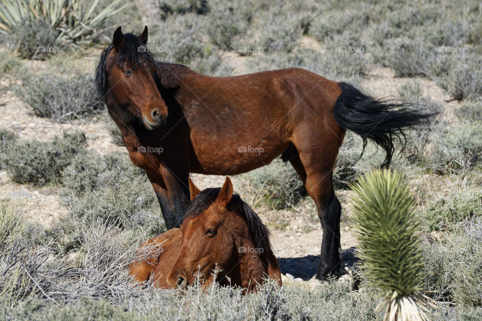 Close-up of wild horses