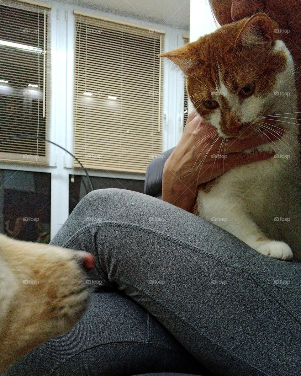 woman with pets home, furry friends