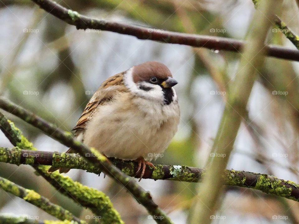 Sparrow