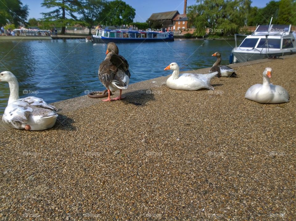 Ducks. River